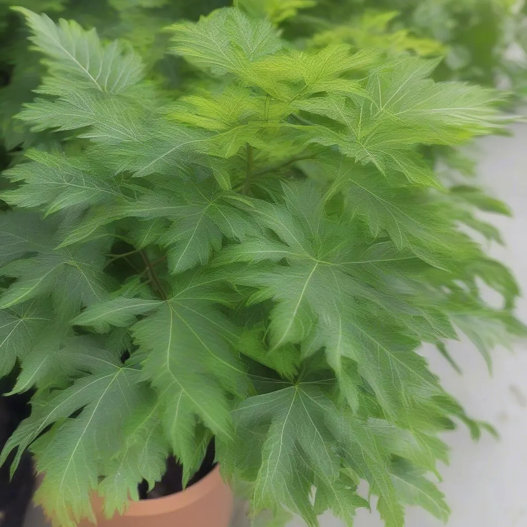 Aralia Elegantissima Plant