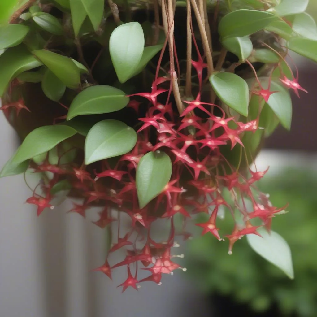 Hoya Krimson Queen growing in a hanging basket