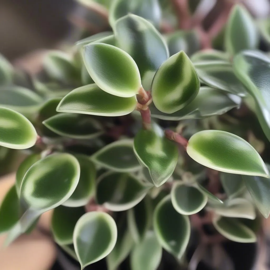 Healthy Hoya Krohniana Black Growth