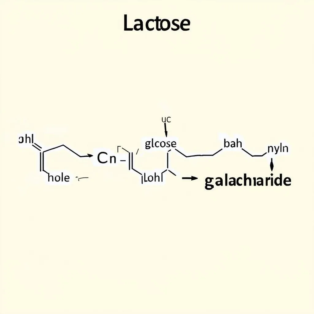 Lactose Molecule Diagram