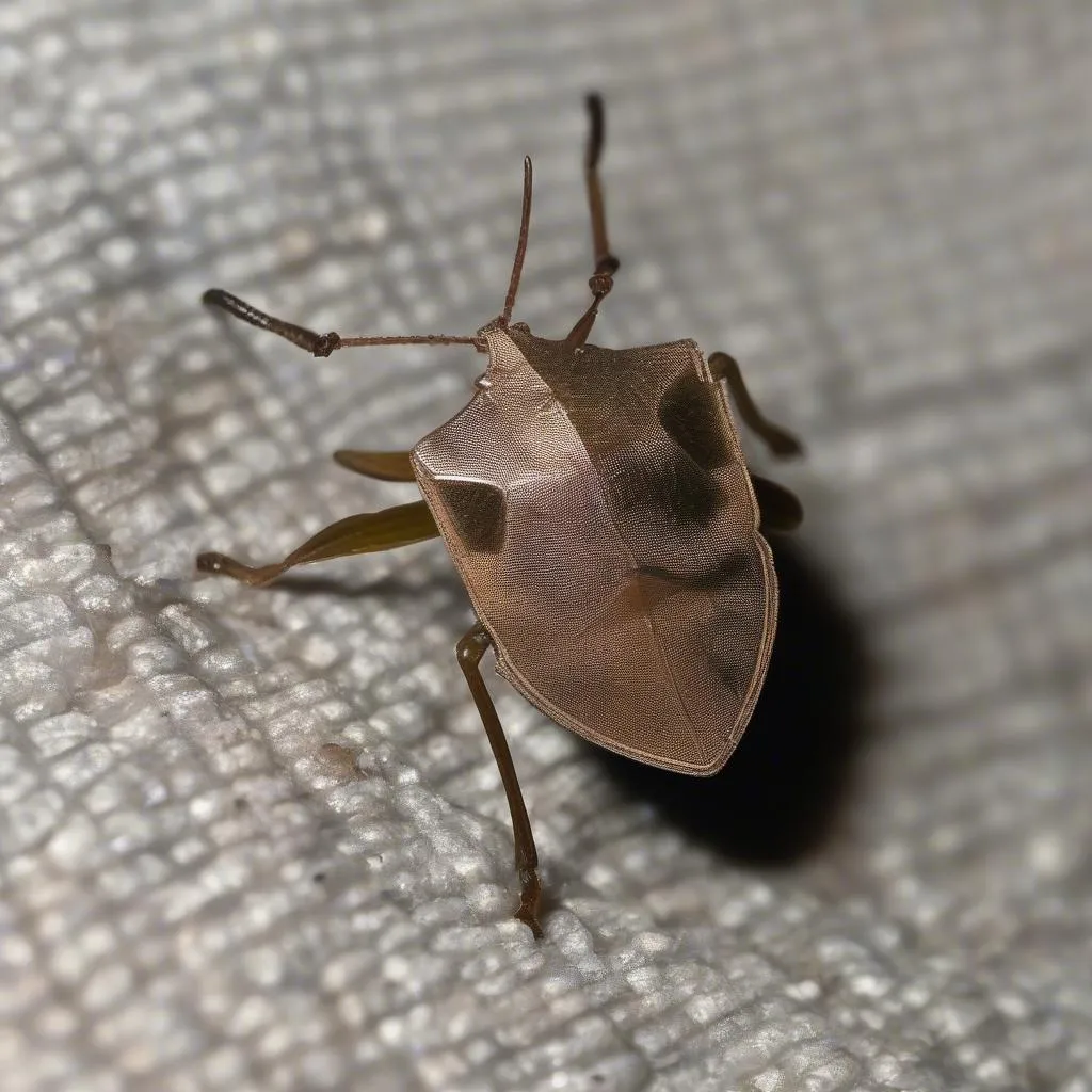 Stink Bug in Car