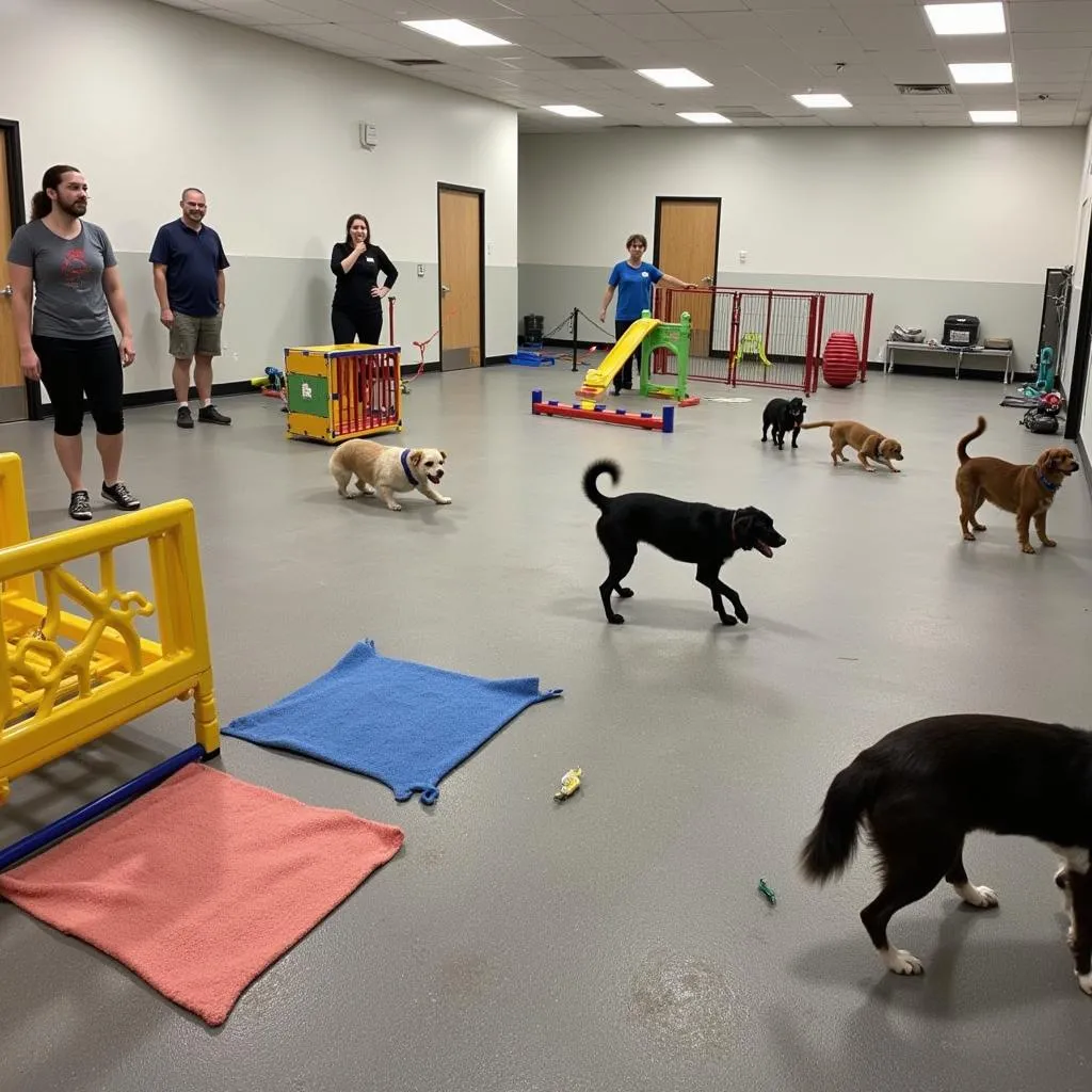 Bright and spacious indoor play area at a Melbourne dog day care