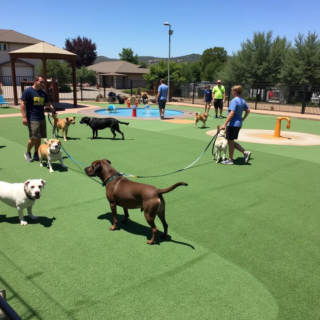 Fenced outdoor play area for dogs at a Melbourne dog day care