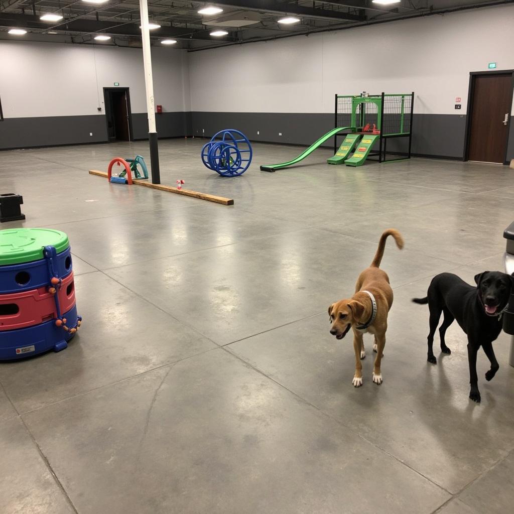 Dogs playing in an indoor play area