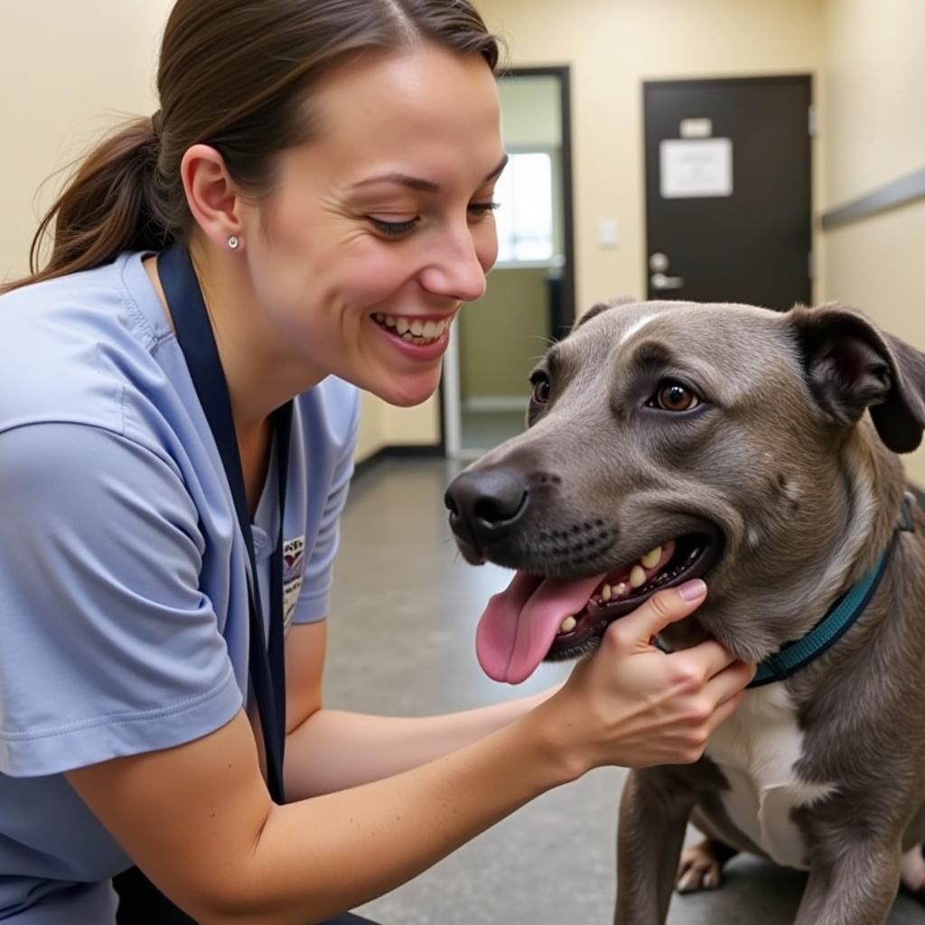 Daycare staff interacting with a dog